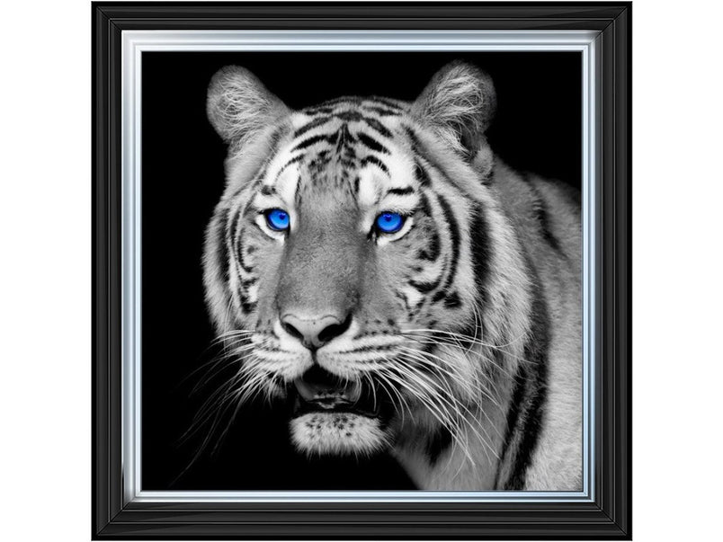 Black & White Tiger blue eyes
