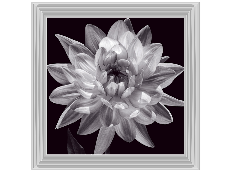 White Dahlia I