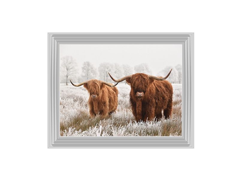 Highland Cow pair