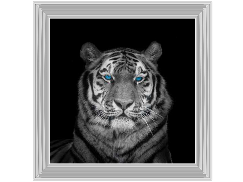 Blue eyes tiger face by Assaf Frank