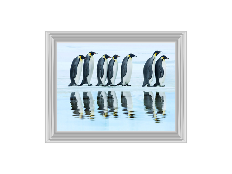 Emperor penguin group, Antarctica