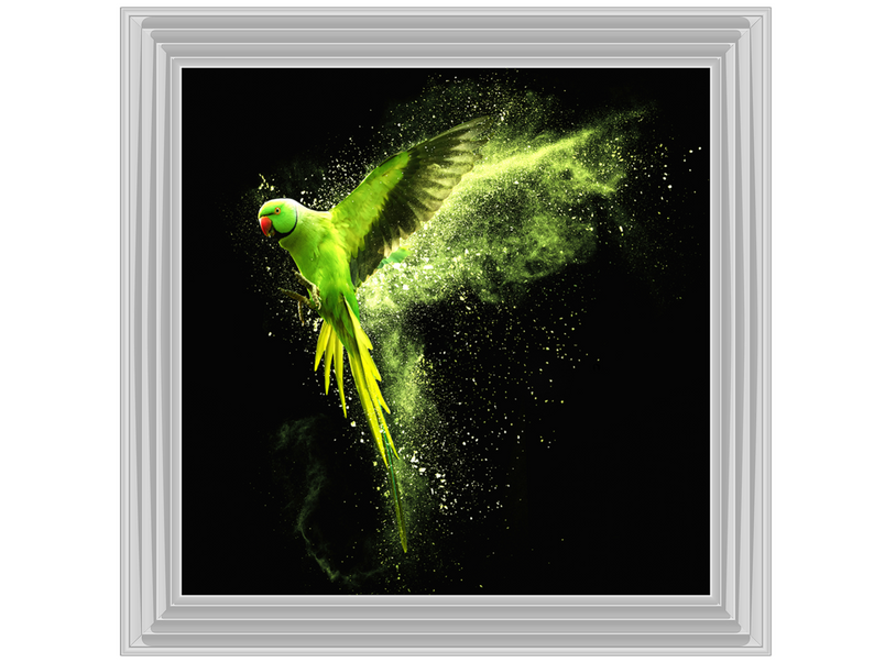 Flying green parrot Alexandrine parakeet with colored powder clouds