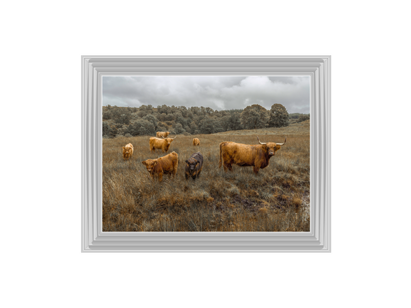 Highland Cows Colour