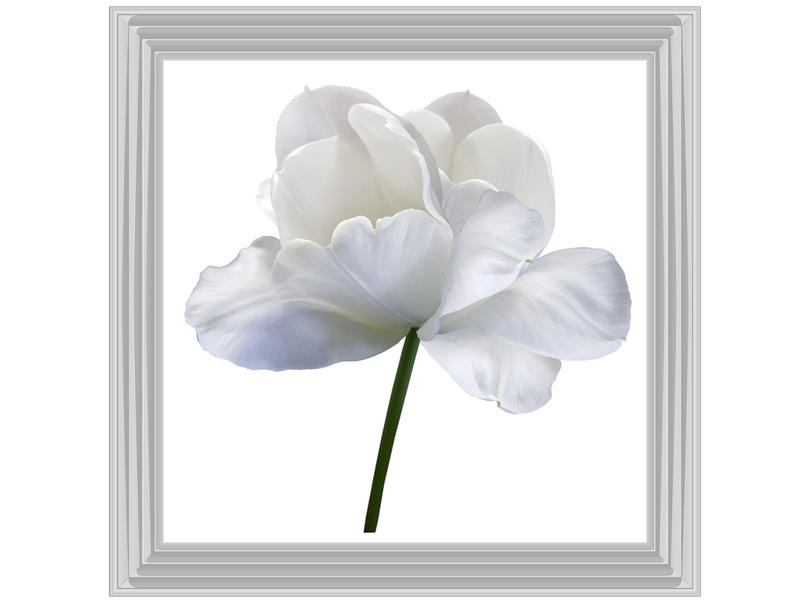 White flower tulip on white isolated background with clipping path