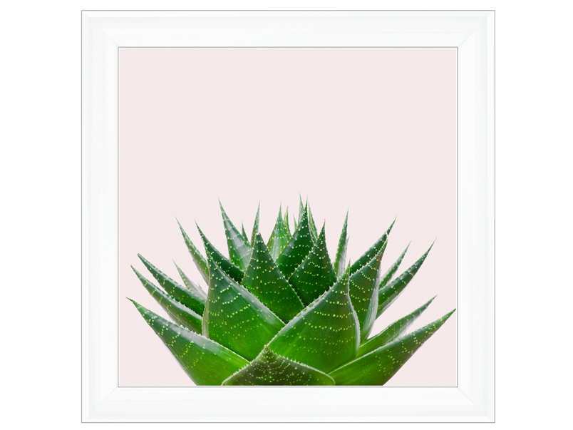 Aloe Plant on pink background