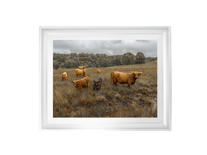 Highland Cows Colour