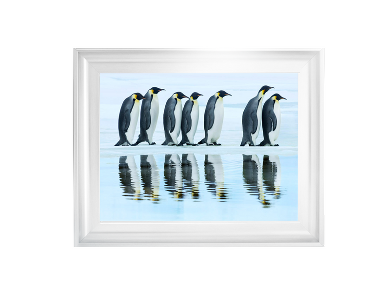 Emperor penguin group, Antarctica