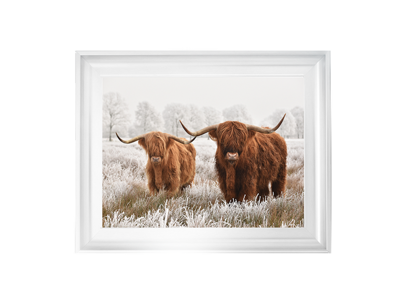 Highland Cow pair