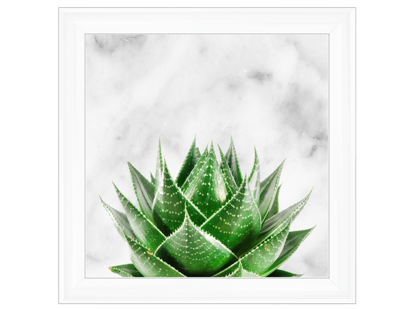 Succulent Plant on marble background