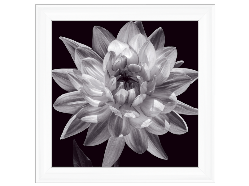 White Dahlia I