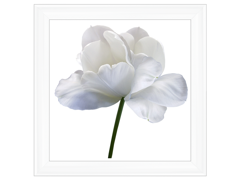 White flower tulip on white isolated background with clipping path