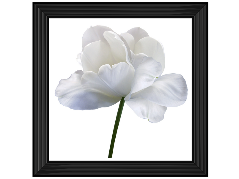 White flower tulip on white isolated background with clipping path