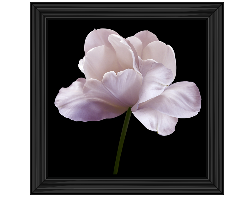 Pink flower tulip on black isolated background with clipping path