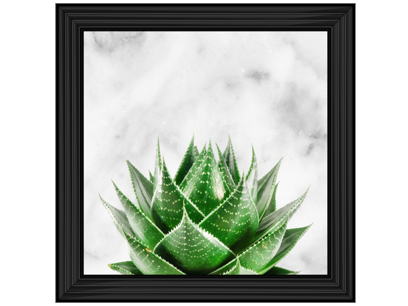 Succulent Plant on marble background