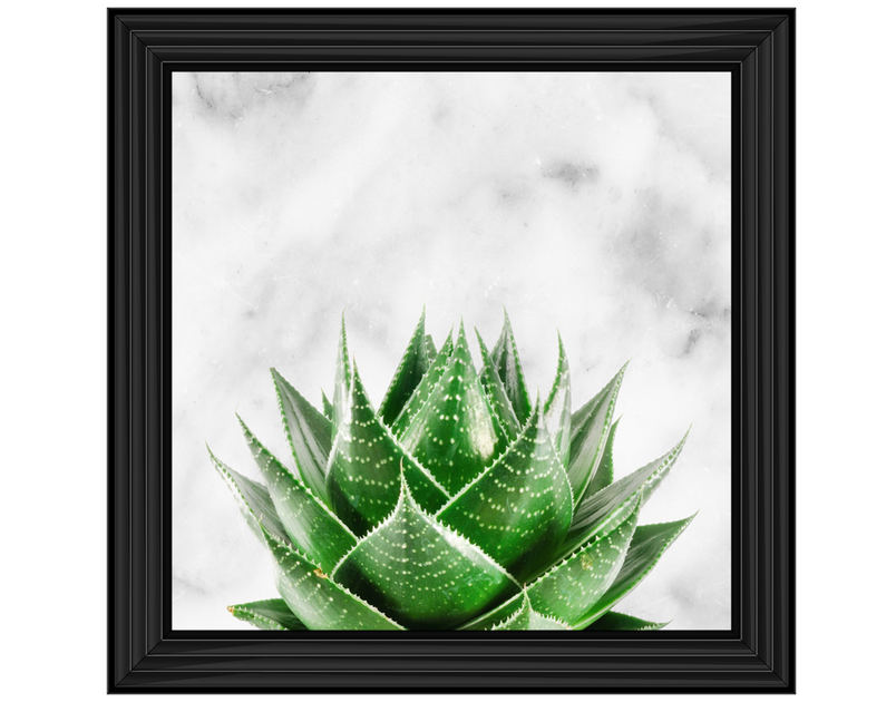 Succulent Plant on marble background