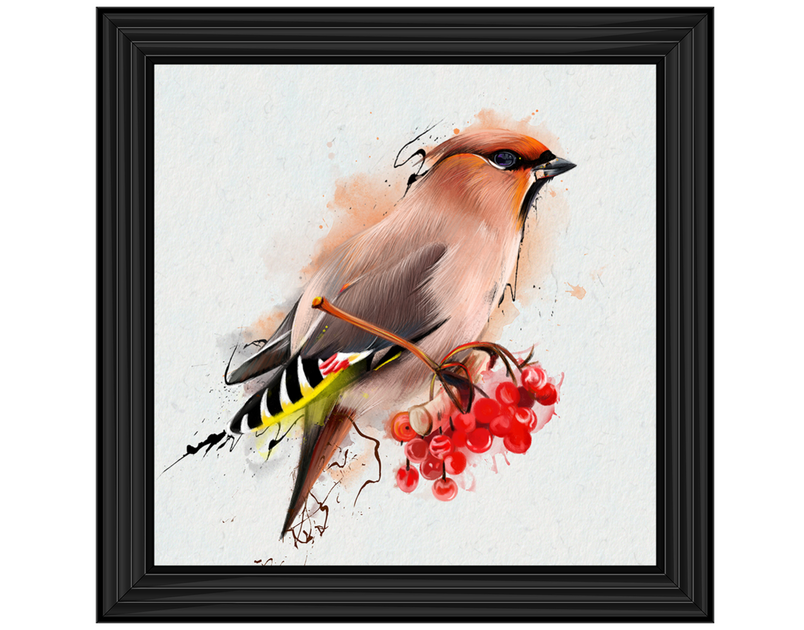 The Waxwing, a songbird of passerine.