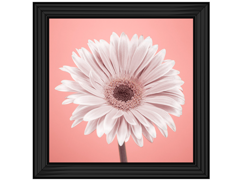 Single Gerbera Nude pink 1