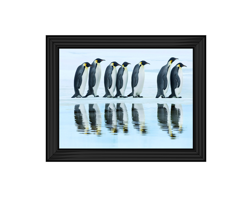 Emperor penguin group, Antarctica