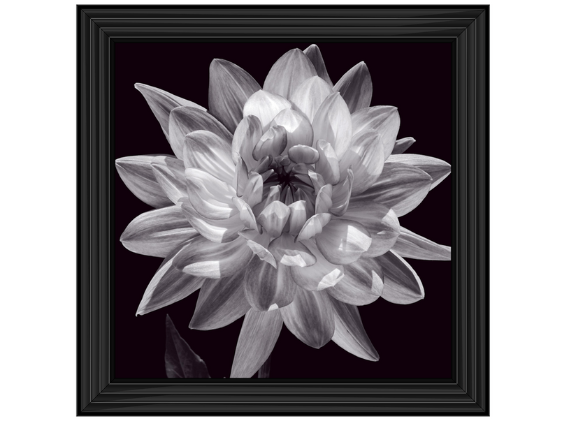 White Dahlia I