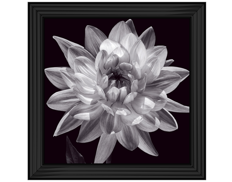 White Dahlia I
