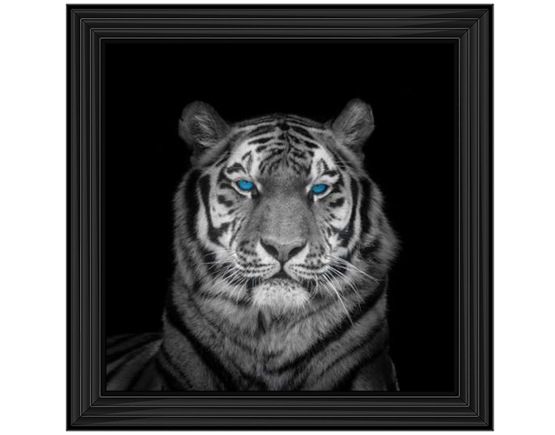 Blue eyes tiger face by Assaf Frank