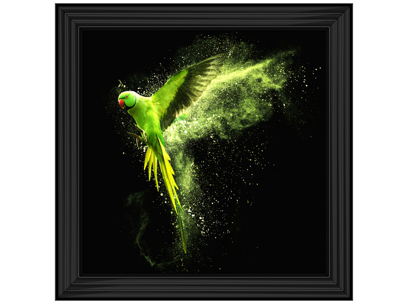 Flying green parrot Alexandrine parakeet with colored powder clouds