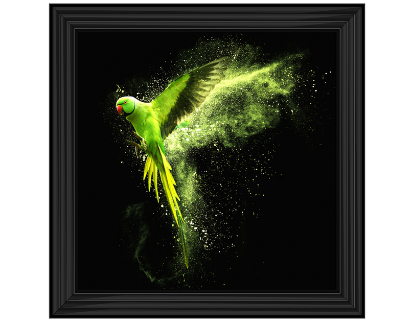 Flying green parrot Alexandrine parakeet with colored powder clouds