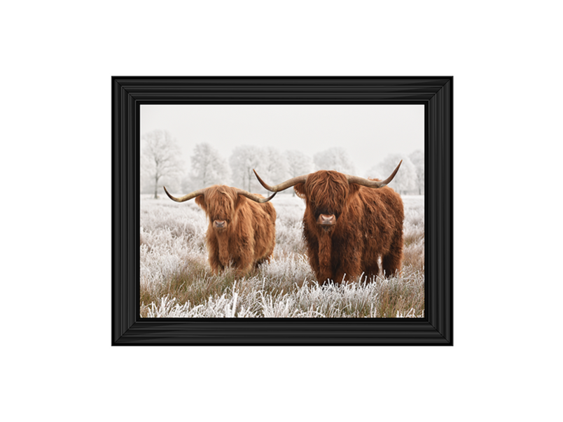 Highland Cow pair