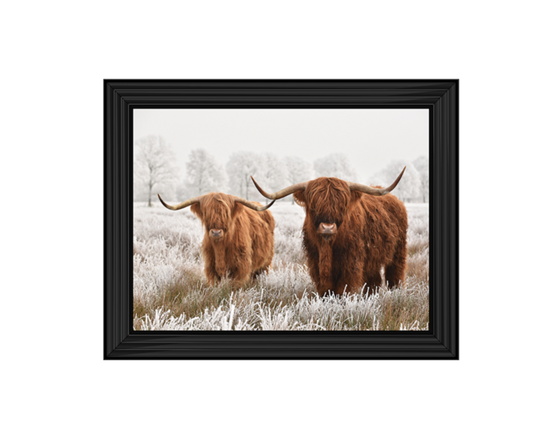 Highland Cow pair