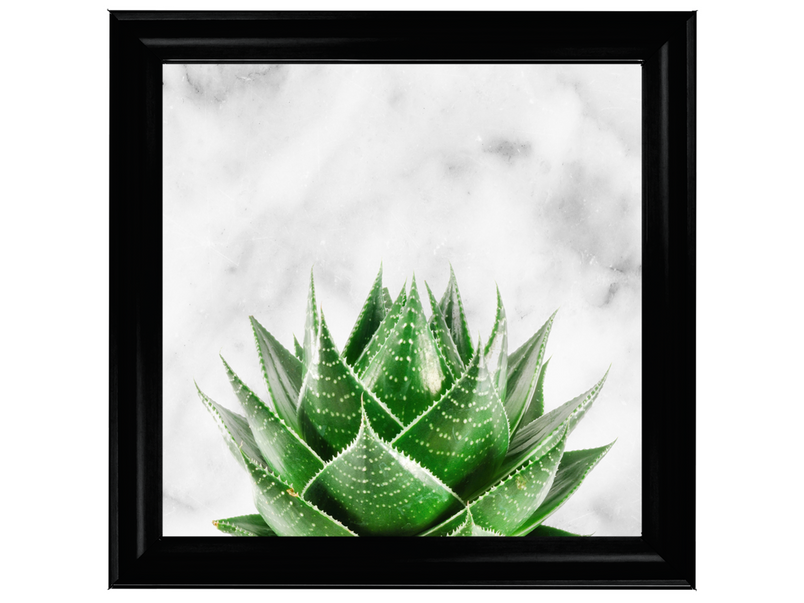Succulent Plant on marble background