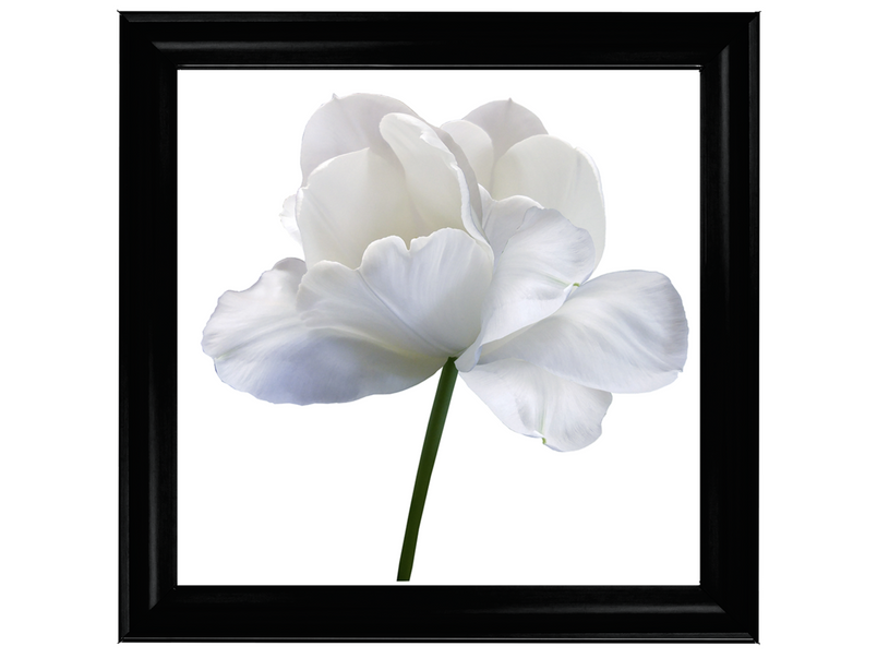 White flower tulip on white isolated background with clipping path