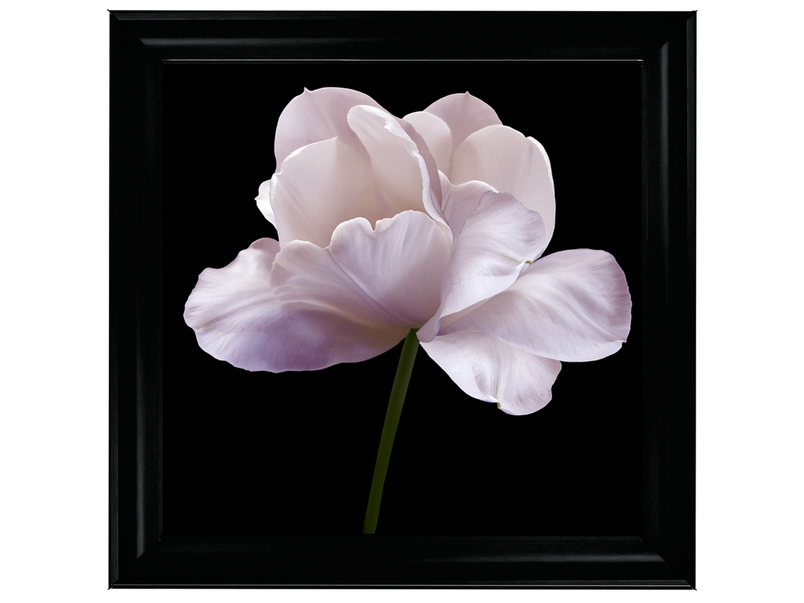 Pink flower tulip on black isolated background with clipping path