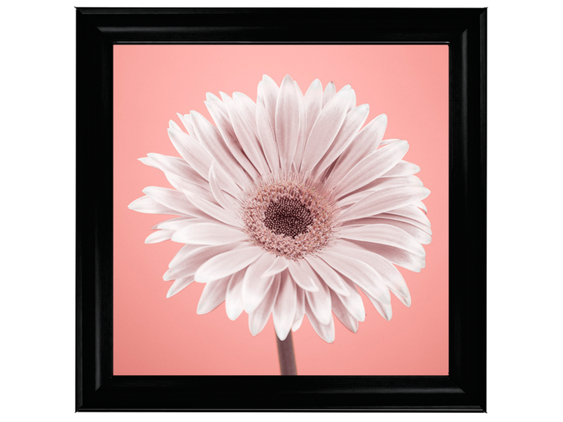 Single Gerbera Nude pink 1