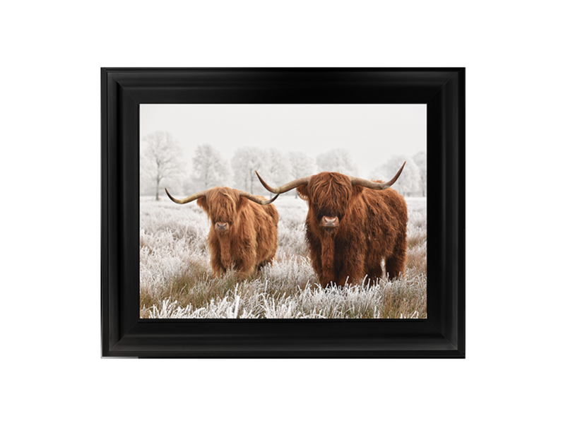 Highland Cow pair