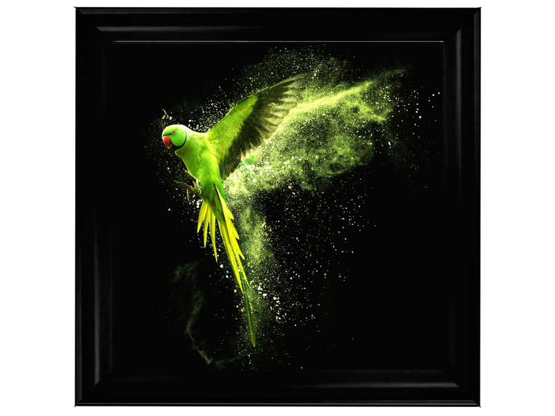 Flying green parrot Alexandrine parakeet with colored powder clouds