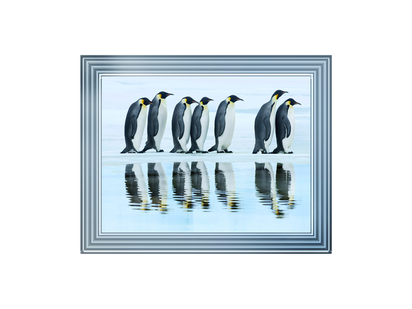 Emperor penguin group, Antarctica