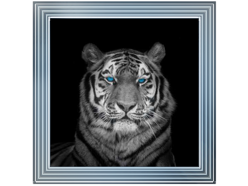 Blue eyes tiger face by Assaf Frank