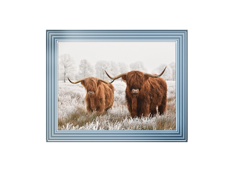 Highland Cow pair