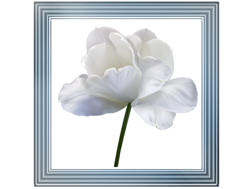 White flower tulip on white isolated background with clipping path