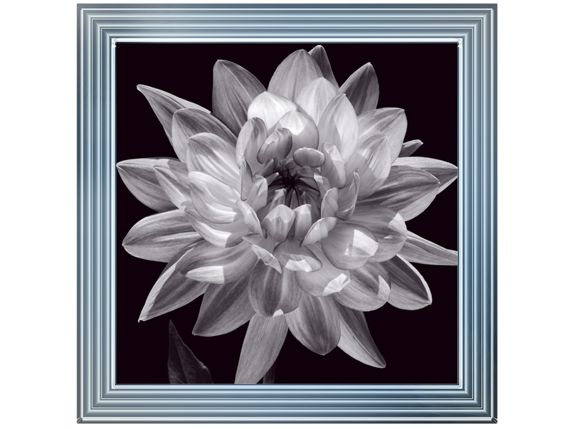 White Dahlia I