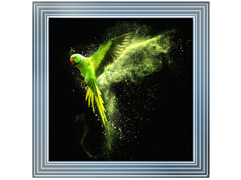 Flying green parrot Alexandrine parakeet with colored powder clouds