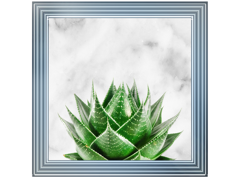 Succulent Plant on marble background