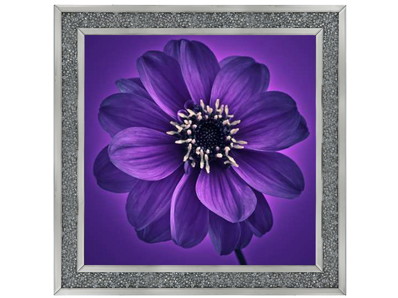 Purple Dahlia on Purple Background I by Assaf Frank