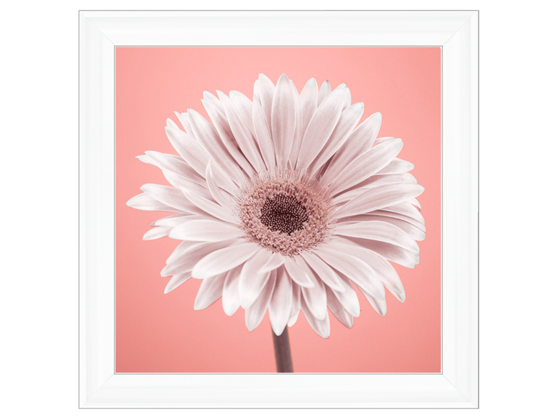 Single Gerbera Nude pink 1