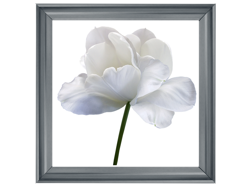 White flower tulip on white isolated background with clipping path