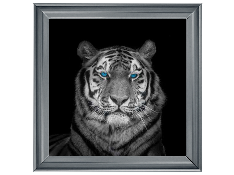 Blue eyes tiger face by Assaf Frank