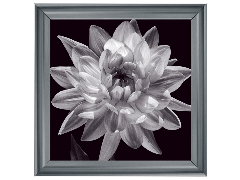 White Dahlia I