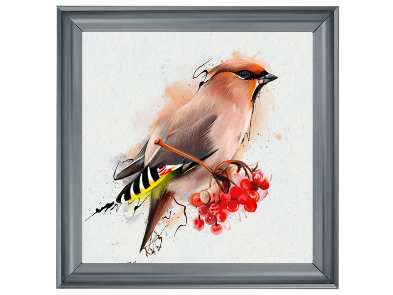 The Waxwing, a songbird of passerine.