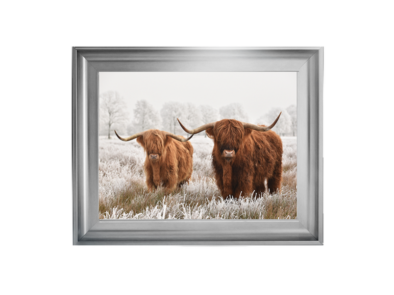 Highland Cow pair