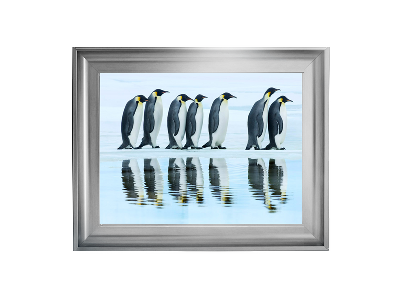 Emperor penguin group, Antarctica